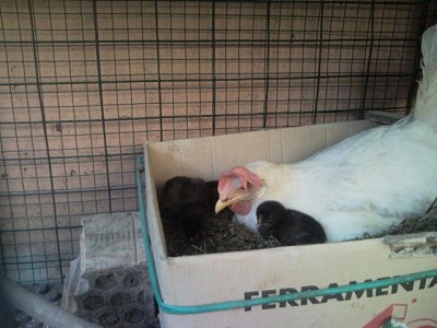 livorno con pulcini.1 jpg.jpg (188.11 KiB) Osservato 461 volte livorno con pulcini.1 jpg.jpg