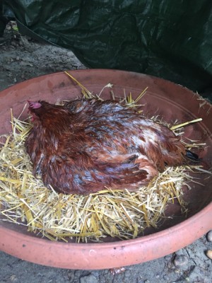 IMG_0566.jpg (176.5 KiB) Osservato 3049 volte IMG_0566.jpg