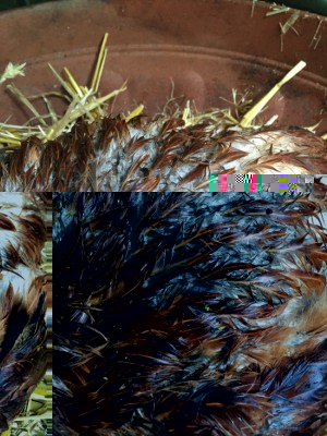 IMG_0567.jpg (199.29 KiB) Osservato 3049 volte IMG_0567.jpg