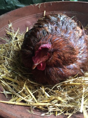 IMG_0568.jpg (193.02 KiB) Osservato 3049 volte IMG_0568.jpg