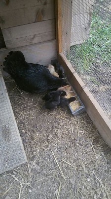 IMG_20160502_145001799.jpg (112.94 KiB) Osservato 1524 volte IMG_20160502_145001799.jpg