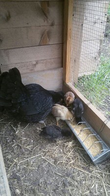 IMG_20160502_145009482.jpg (95.73 KiB) Osservato 1524 volte IMG_20160502_145009482.jpg