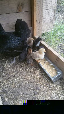 IMG_20160502_145017609.jpg (110.9 KiB) Osservato 1524 volte IMG_20160502_145017609.jpg