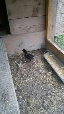 Lui è il sempre l'ultimo nato..sta crescendo anche lui ma resta sempre più piccino.. / IMG_20160502_145025724.jpg IMG_20160502_145025724.jpg