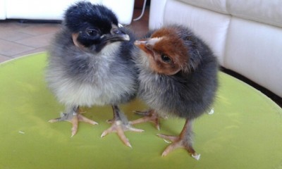 20160506_103911.jpg (90.85 KiB) Osservato 1715 volte 20160506_103911.jpg