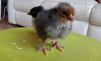 20160506_103645.jpg (81.49 KiB) Osservato 1715 volte 20160506_103645.jpg