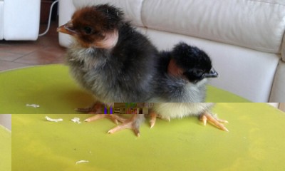 20160506_103621.jpg (81.92 KiB) Osservato 1714 volte 20160506_103621.jpg