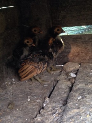 image.jpeg (98.52 KiB) Osservato 1088 volte image.jpeg