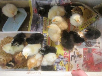 IMG_2831.JPG (80.49 KiB) Osservato 1952 volte IMG_2831.JPG