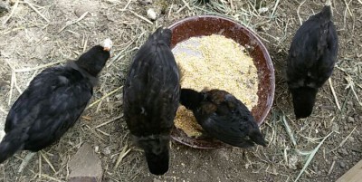 IMG_20160511_151436701.jpg (85.51 KiB) Osservato 1487 volte IMG_20160511_151436701.jpg