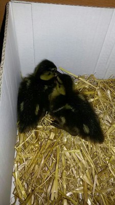 IMG_20160513_224256125.jpg (73.92 KiB) Osservato 1537 volte IMG_20160513_224256125.jpg