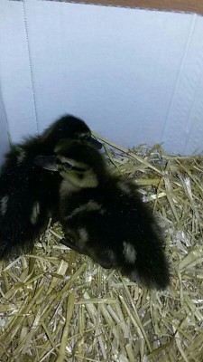 IMG_20160513_224243038.jpg (67.42 KiB) Osservato 1537 volte IMG_20160513_224243038.jpg