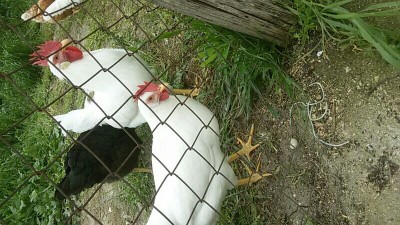 IMG_20160401_170439131.jpg (117.03 KiB) Osservato 1532 volte IMG_20160401_170439131.jpg