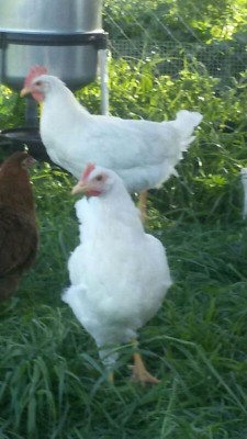 IMG_20160221_190912604.jpg (52.67 KiB) Osservato 1532 volte IMG_20160221_190912604.jpg