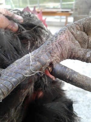 20160606_202317.jpg (82.55 KiB) Osservato 653 volte 20160606_202317.jpg