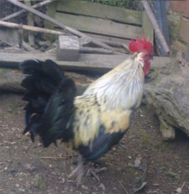 WP_003189.jpg (109.64 KiB) Osservato 653 volte WP_003189.jpg