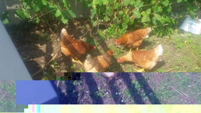 20160608_101043.jpg (107.37 KiB) Osservato 503 volte 20160608_101043.jpg