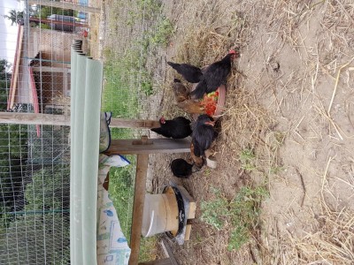 20160614_121159.jpg (225.6 KiB) Osservato 1279 volte 20160614_121159.jpg