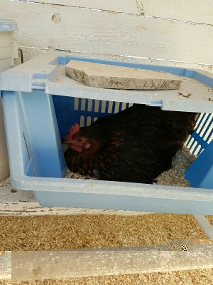 IMG_20160615_144820087.jpg (111.32 KiB) Osservato 1201 volte IMG_20160615_144820087.jpg