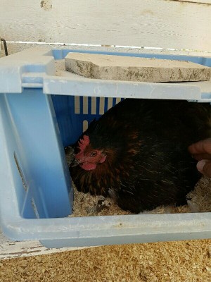 Con penne arruffate.. / _IMG_000000_000000.jpg _IMG_000000_000000.jpg