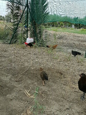 IMG_20160626_214417958.jpg (223.79 KiB) Osservato 1557 volte IMG_20160626_214417958.jpg