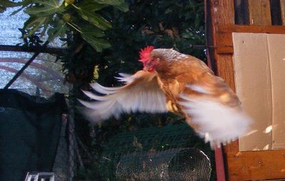 lindavolo.jpg (91.98 KiB) Osservato 981 volte lindavolo.jpg