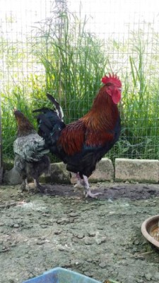 Marans..foto annuncio.. / b713c2d5ce43a6926b0e855e09babe19_orig.jpg b713c2d5ce43a6926b0e855e09babe19_orig.jpg