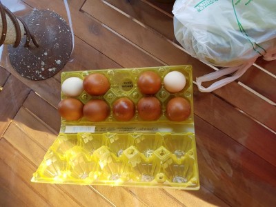 7marans 2 nana / 20160711_184531.jpg 20160711_184531.jpg