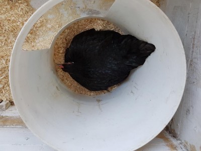 Nerina con le 9 uova sotto..sembra coprirle tutte e bene.. :-) / 20160711_194040.jpg 20160711_194040.jpg