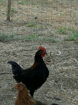 _IMG_000000_000000.jpg (132.32 KiB) Osservato 1268 volte _IMG_000000_000000.jpg