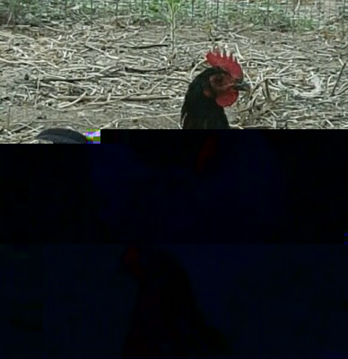 20160715_172309.jpg (237.77 KiB) Osservato 1268 volte 20160715_172309.jpg