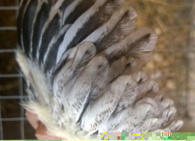 Ala incrocio Brahma / WP_20160722_001.jpg WP_20160722_001.jpg