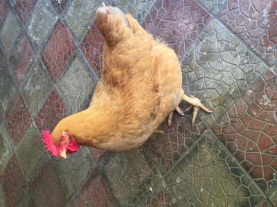 image.jpeg (130.14 KiB) Osservato 2683 volte image.jpeg