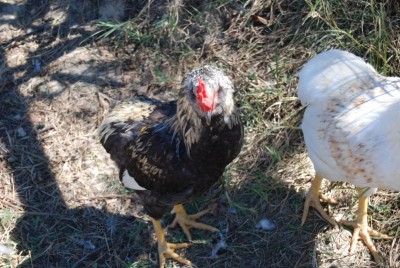 iffsdfds / DSC_0146.JPG DSC_0146.JPG