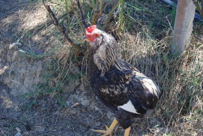 fsdfdsfs / DSC_0153.JPG DSC_0153.JPG