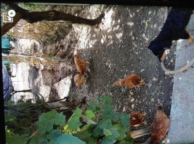 I giovani al pascolo / image.jpeg image.jpeg