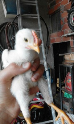 Maschio al 100% cresta e baragli rossi / IMG-20160902-WA0002.jpg IMG-20160902-WA0002.jpg