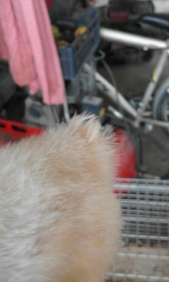 Coda ben visibile e alta come i maschi / IMG-20160902-WA0001.jpg IMG-20160902-WA0001.jpg