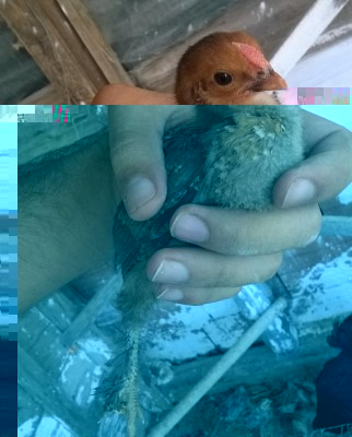 WP_20160810_14_19_07_Pro (2).jpg (85.65 KiB) Osservato 551 volte WP_20160810_14_19_07_Pro (2).jpg