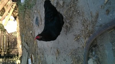 WP_20160828_16_57_57_Pro.jpg (107.71 KiB) Osservato 517 volte WP_20160828_16_57_57_Pro.jpg