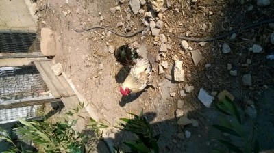 WP_20160828_16_58_07_Pro.jpg (139.66 KiB) Osservato 517 volte WP_20160828_16_58_07_Pro.jpg