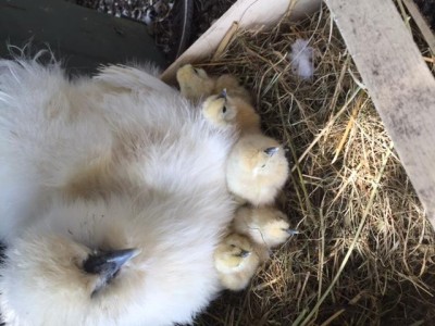 Listener (1).jpg chioccia e pulcini.jpg (60.21 KiB) Osservato 505 volte Listener (1).jpg chioccia e pulcini.jpg