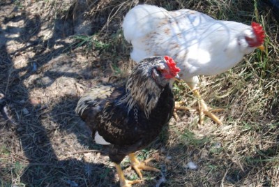 INSIEME / DSC_0145.JPG DSC_0145.JPG