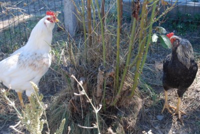 ULTIMA SENNO MI MANGIATE AHAHAH / DSC_0163.JPG DSC_0163.JPG