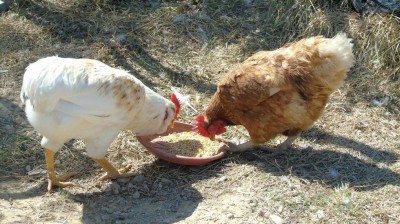 Qua era ancora piccolo, ora la supera l'ovaiola!( la foto e' di 2 settimane fa) / 14125472_940723462740816_2881517480085626796_o.jpg 14125472_940723462740816_2881517480085626796_o.jpg