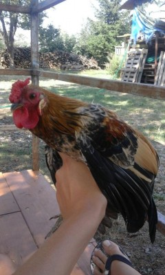 IMG-20160911-WA0000.jpg (94.54 KiB) Osservato 722 volte IMG-20160911-WA0000.jpg