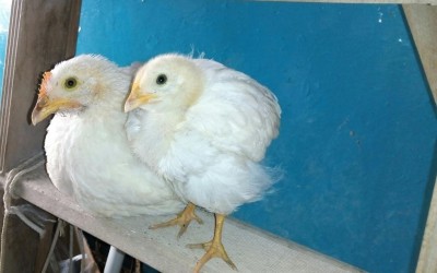 IMG_20160929_090401.JPG (64.25 KiB) Osservato 1173 volte IMG_20160929_090401.JPG