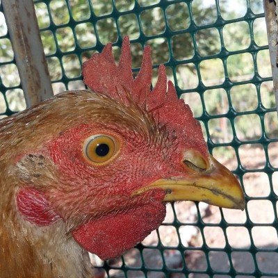 IMG_20160930_152941.jpg (187.33 KiB) Osservato 842 volte IMG_20160930_152941.jpg