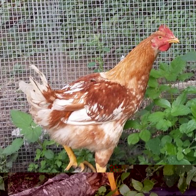 IMG_20160930_170537.jpg (193.21 KiB) Osservato 827 volte IMG_20160930_170537.jpg