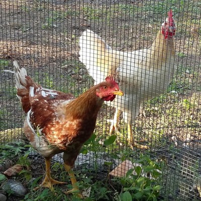 Fuori c'è Bullo / IMG_20160930_170705.jpg IMG_20160930_170705.jpg